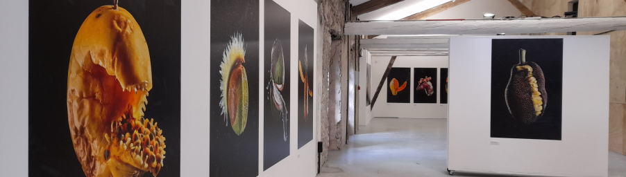 exposition
