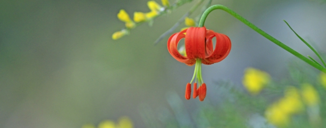 Lys en macro-photo