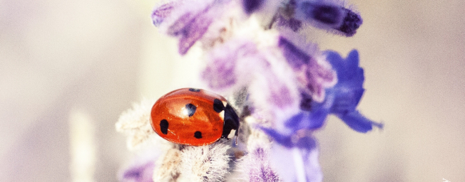 Concours photo "insectes"