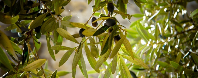 Parcours autour de l'olive